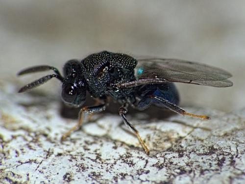 Perilampus ruficornis